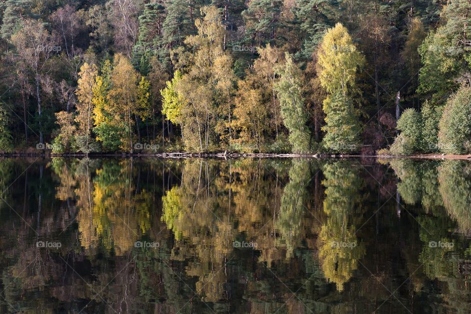 Autumn, colorful forest reflections in mirror lake 