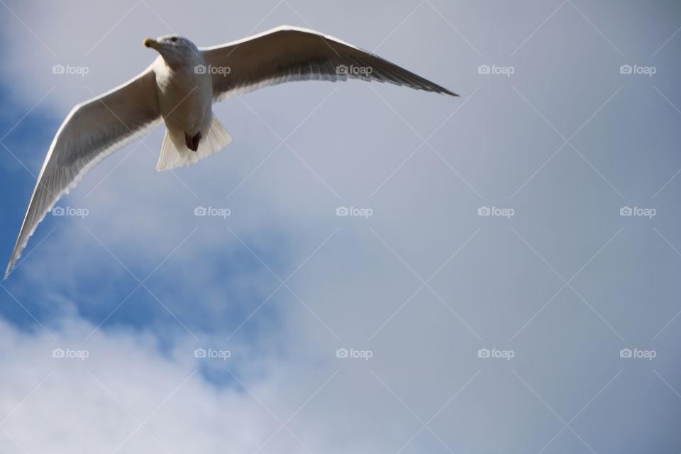 Seagull flying over 