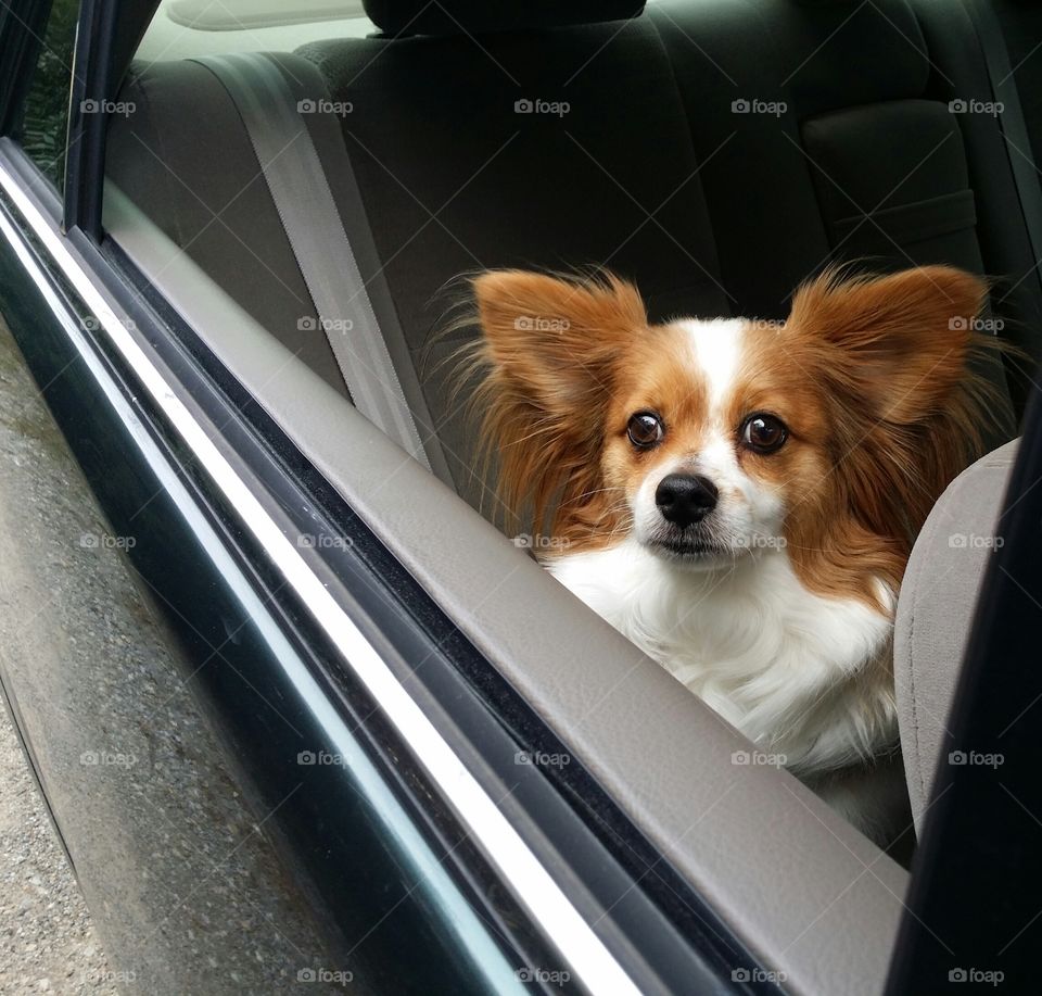 Papillion looking Out of A Car
