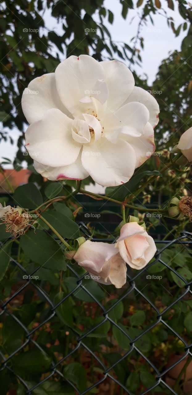 white roses in the fall