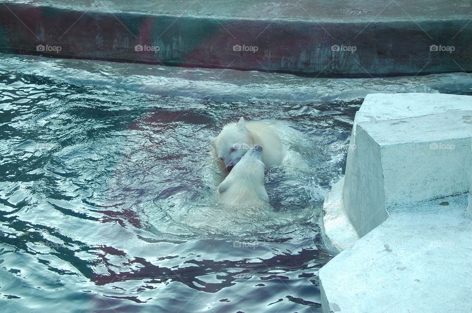 polar bear