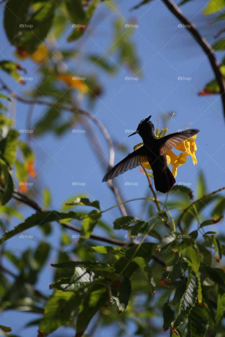 Humming bird mid flight 