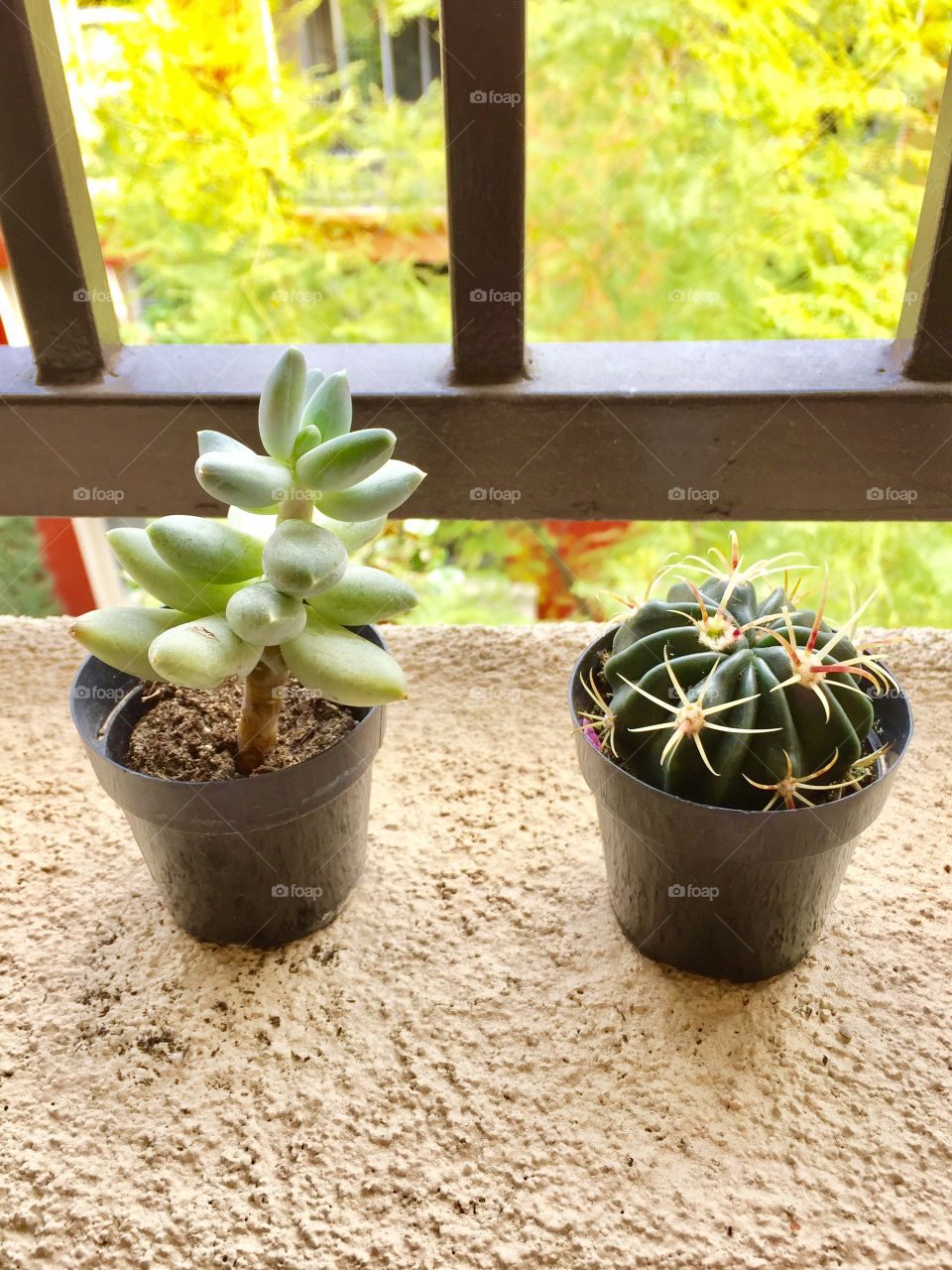 Two succulent plant