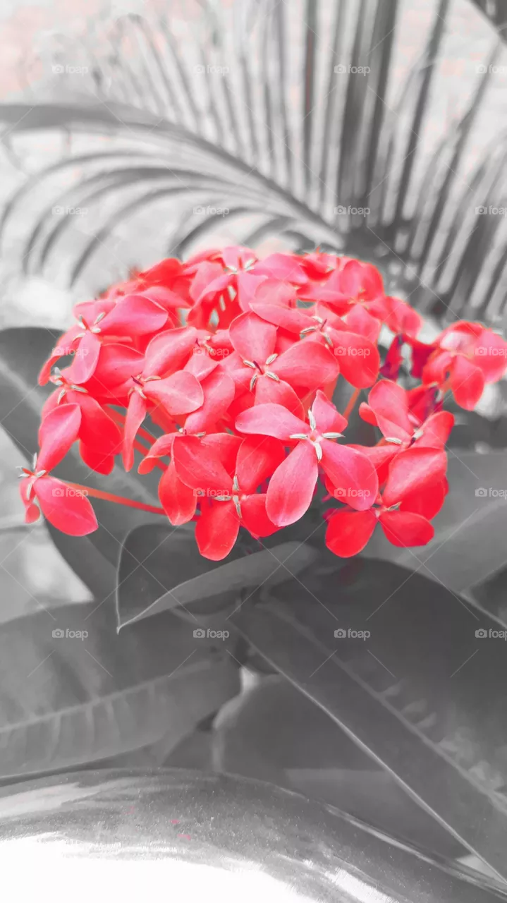 Flowers 🥀❤️