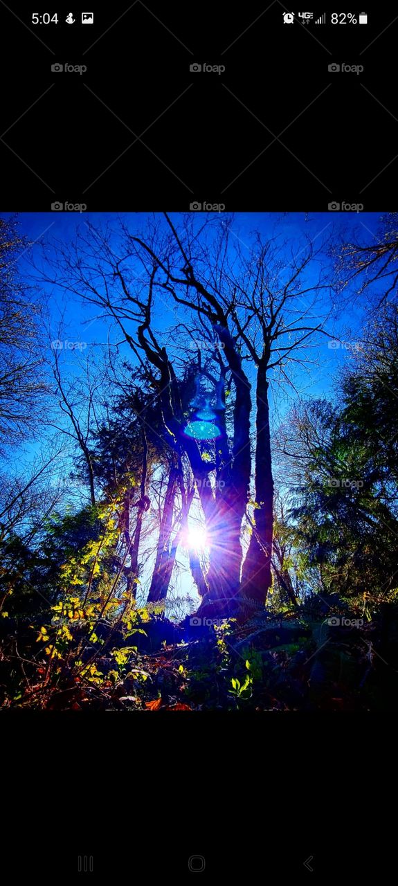 That's one small hike for man, one giant tree in nature.