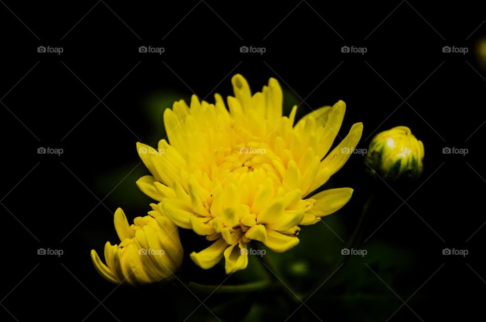 yellow flower