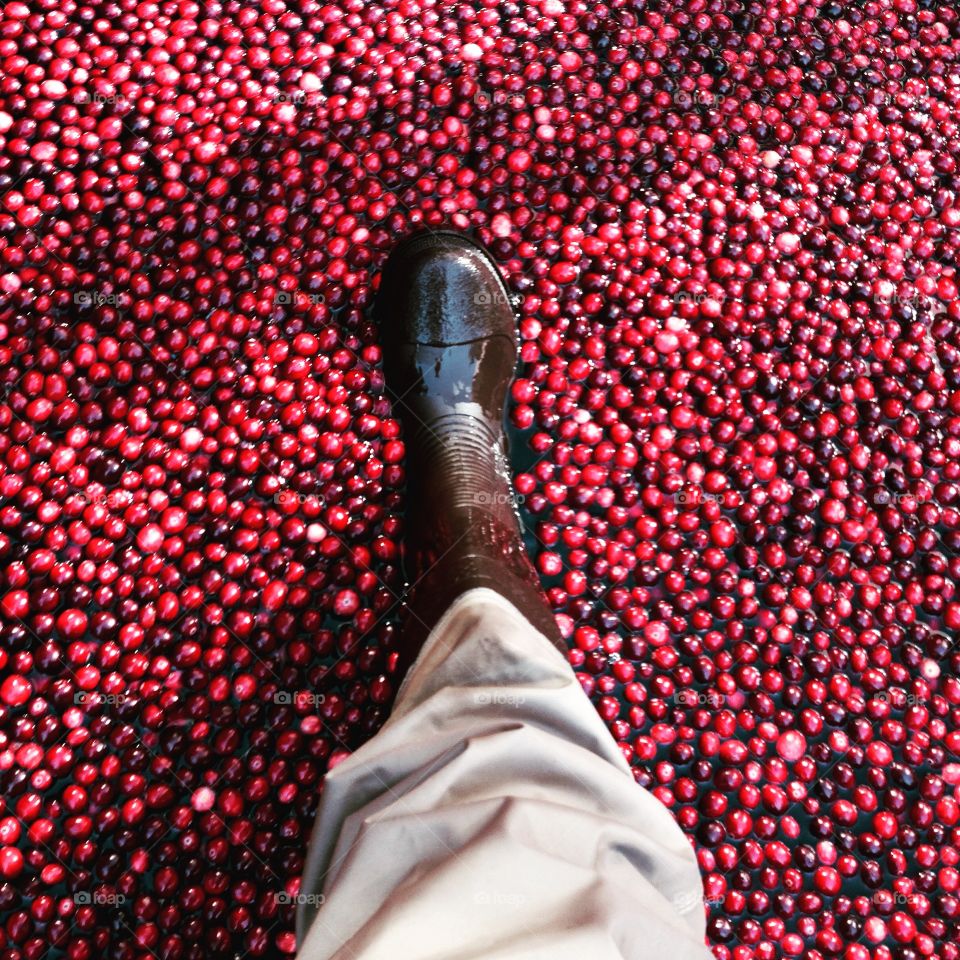 Stepping into a cranberry bog
