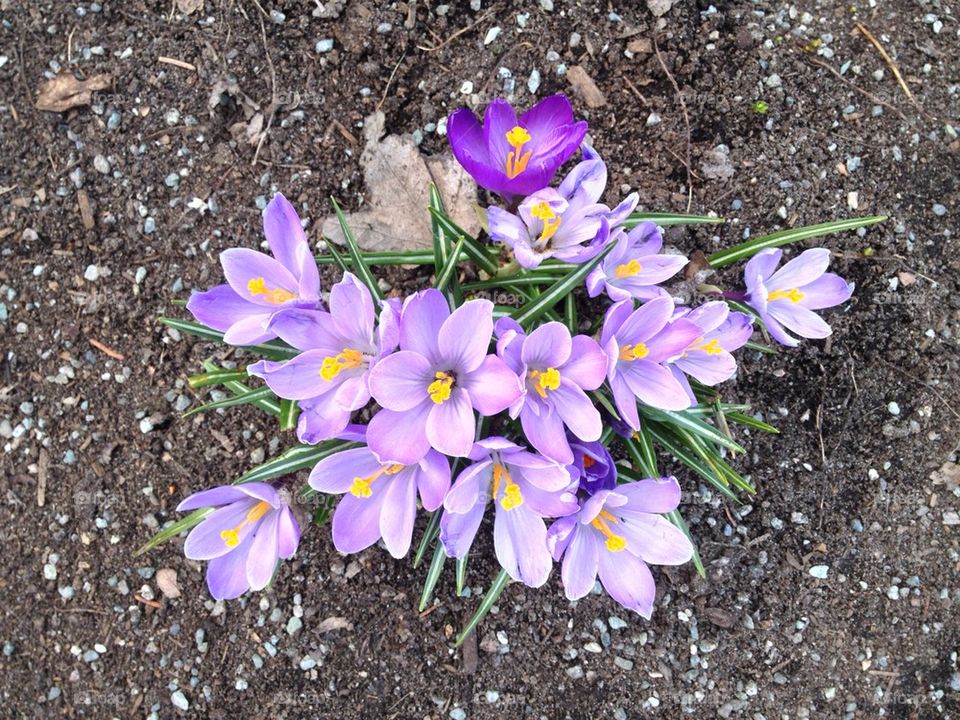 Crocus
