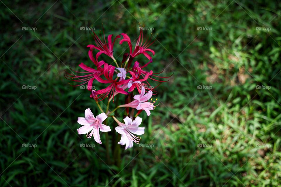 石蒜花