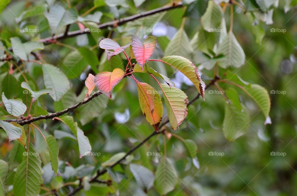 Autumn cherry tree.