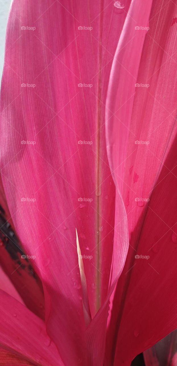 Pink color in plants striking showy for divine nature.  beautiful leaves