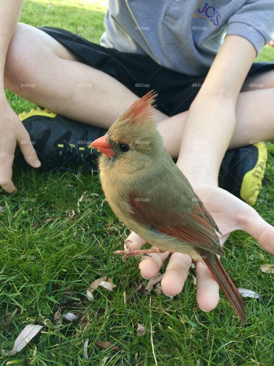 Female Northern Cardinal in the hand of a young boy as it recovers from flying into a window 