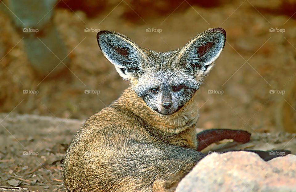 Portrait of a Bat-Eared Fox.