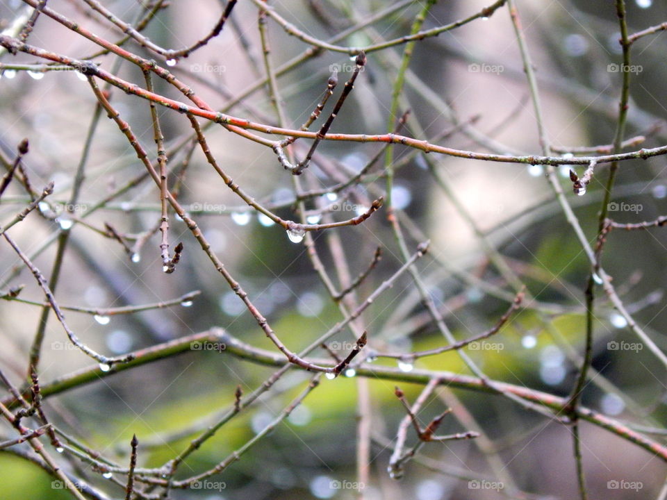 Branches coated with water