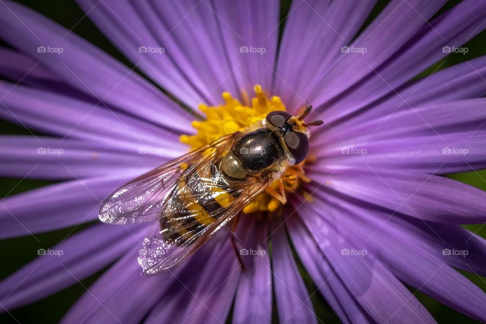 Closeup of a flower fly finding the right spot in the middle of a purple bloom. 