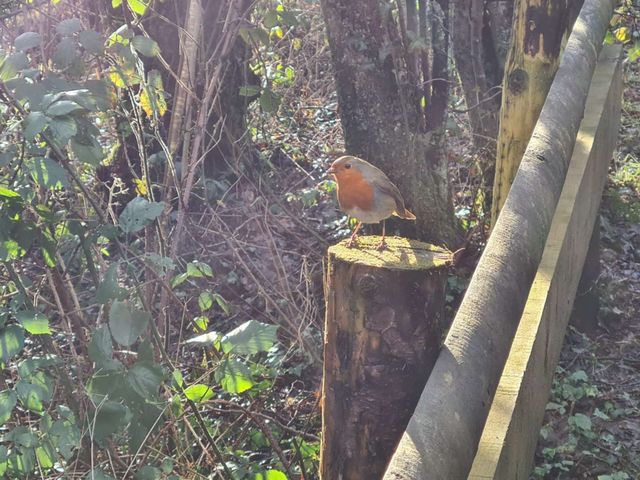 Robin