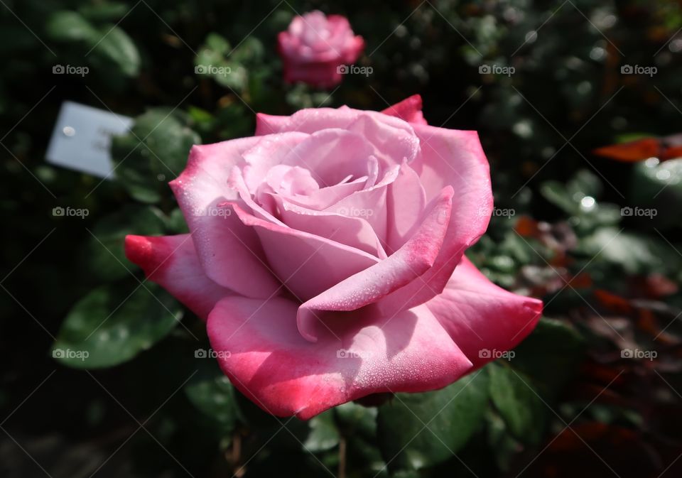 Pink Passion Rose