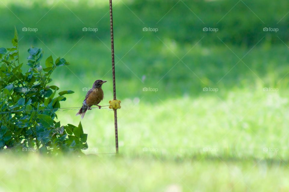 A robin perched on a wire fence in a rural setting