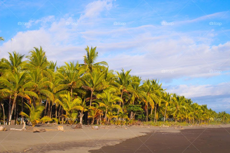 A sand beach with a thick forest of palm trees on the coast of the Pacificocean.  Costa Rica