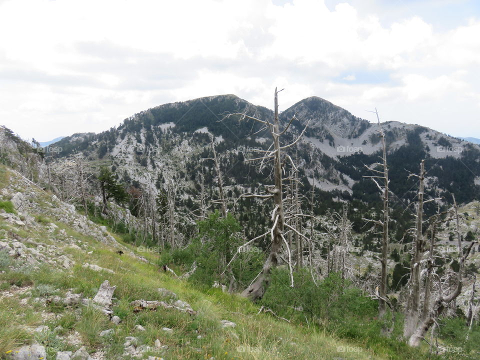 Mountain Orjen Montenegro Rocky slopes and tree trunks