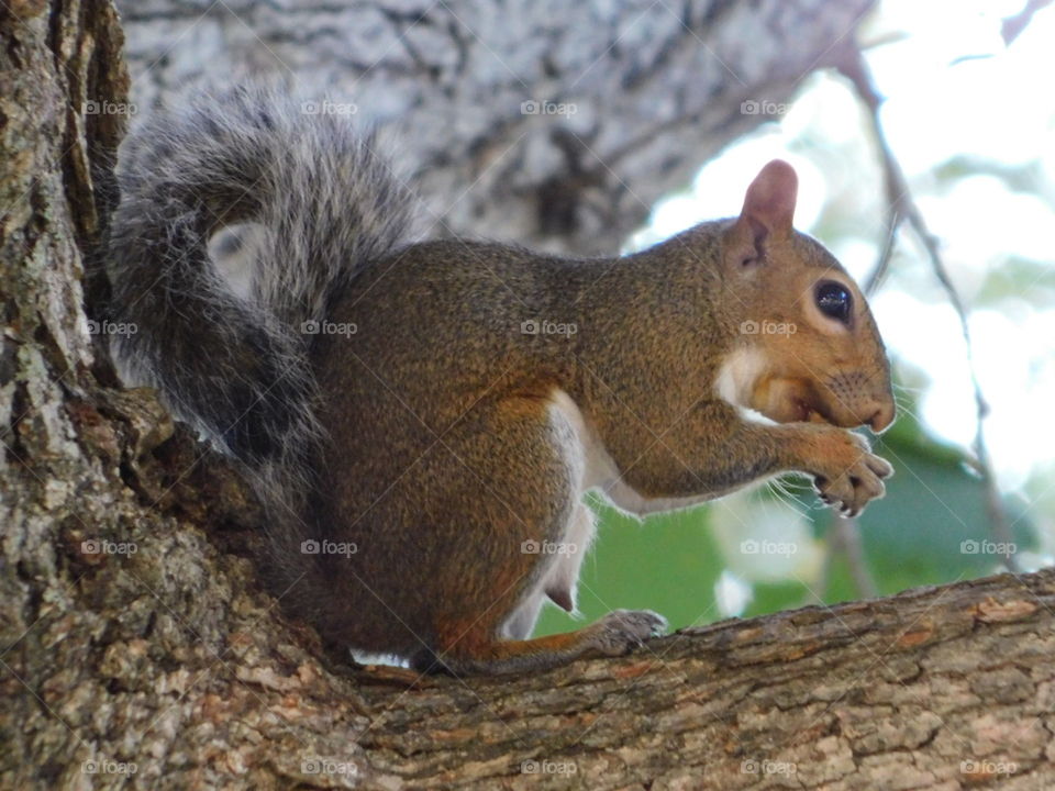 Neighborhood Squirrel sitting on a tree branch, enjoying a tasty nut snack.
