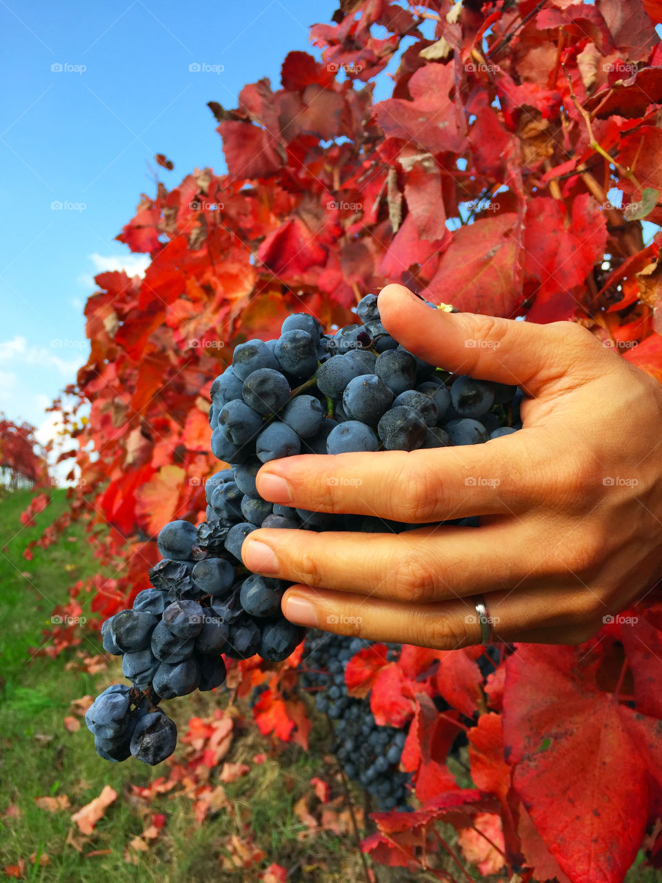 Hands hold fruit grape 