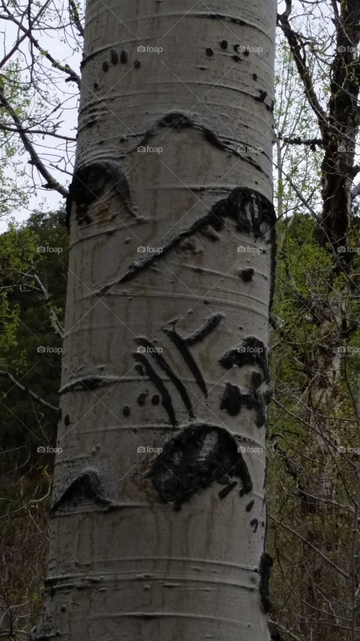 Bear claw marks on a Aspen tree in the Colorado mountains.