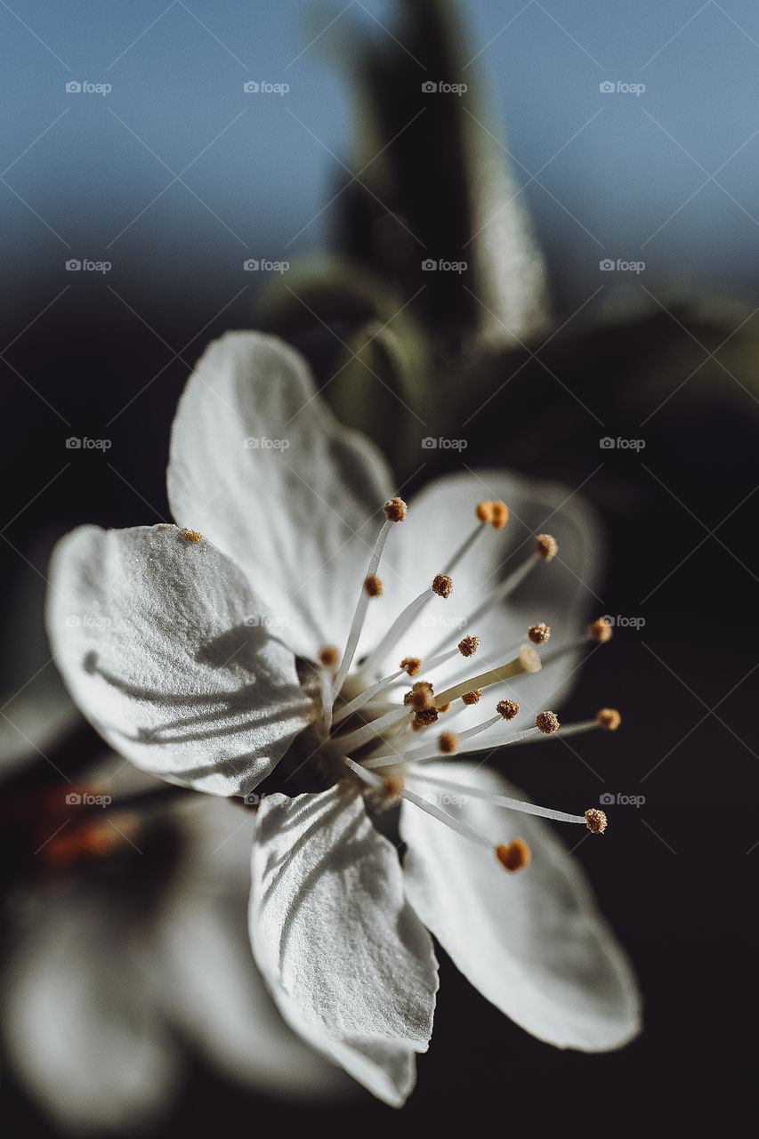 Spring flowers. Cherry. Macro. White. Flora.