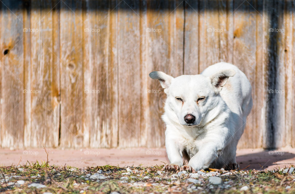 White Small Dog In Front Of Wooden Background
