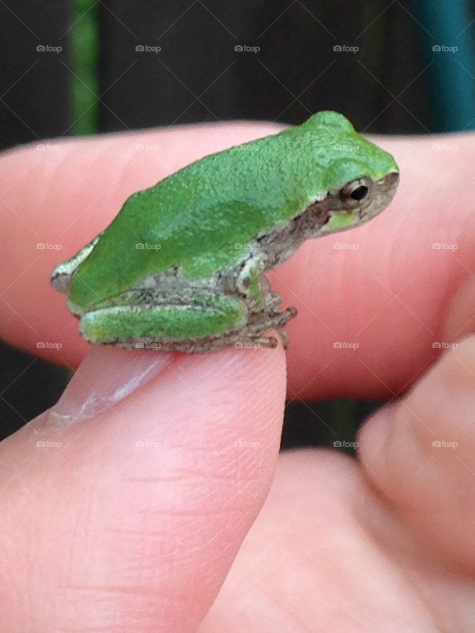 Tree frog on my thumb. Little tree frog, resting on my thumb nail!