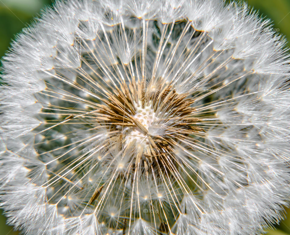 Dandelion seed head