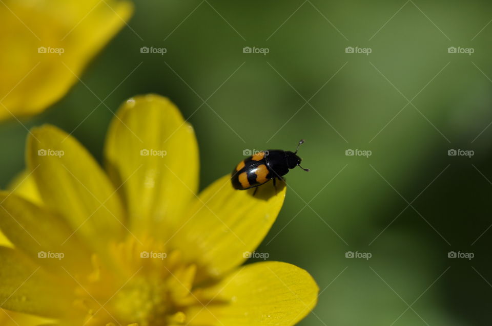 Beetle with yellow stripes on a yellow flower