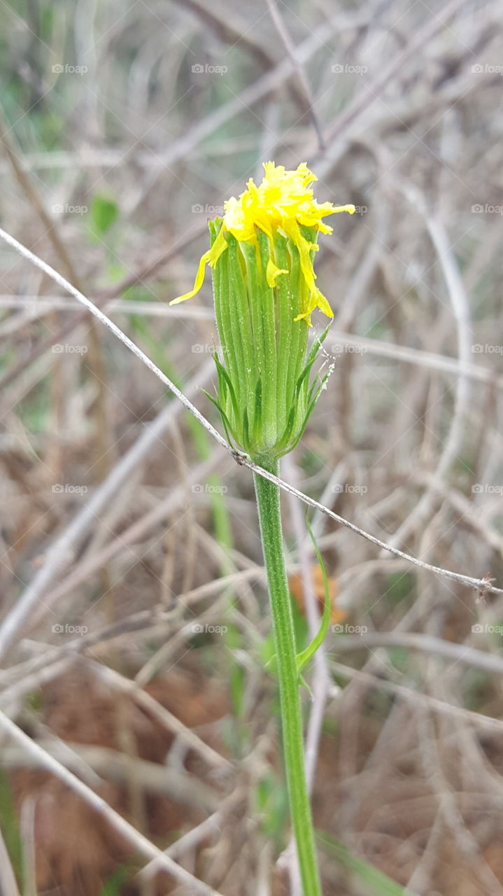 dandelion