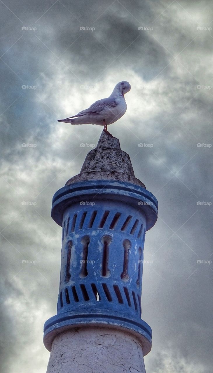 The seagull stay quiet for photo