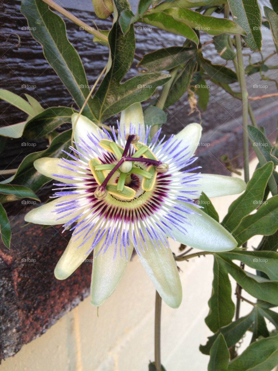 Passion flower