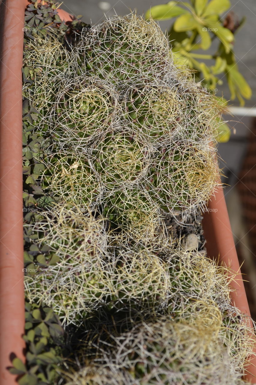 green cactus on my terrace