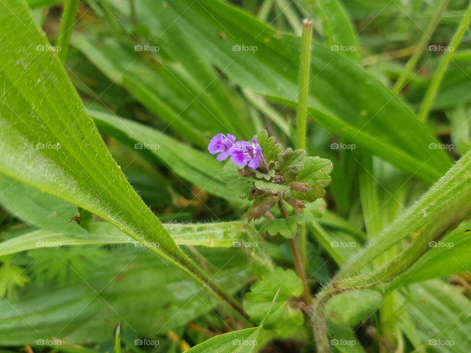 Beautiful purple small flower photographed. The flower grows between a lot of greenery.