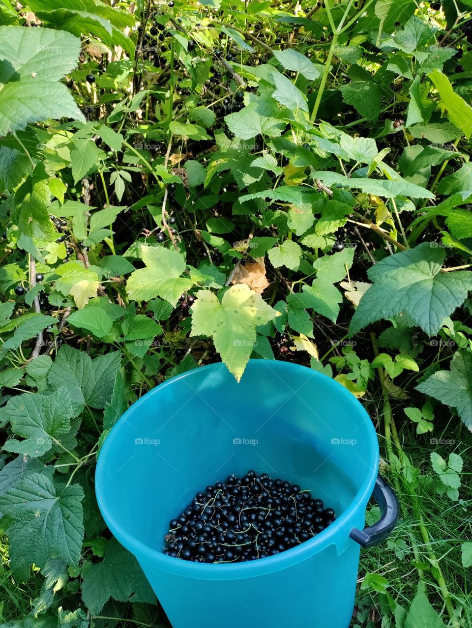 blackberries in a bucket