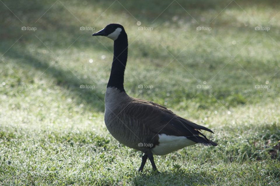 Goose Gorgeous