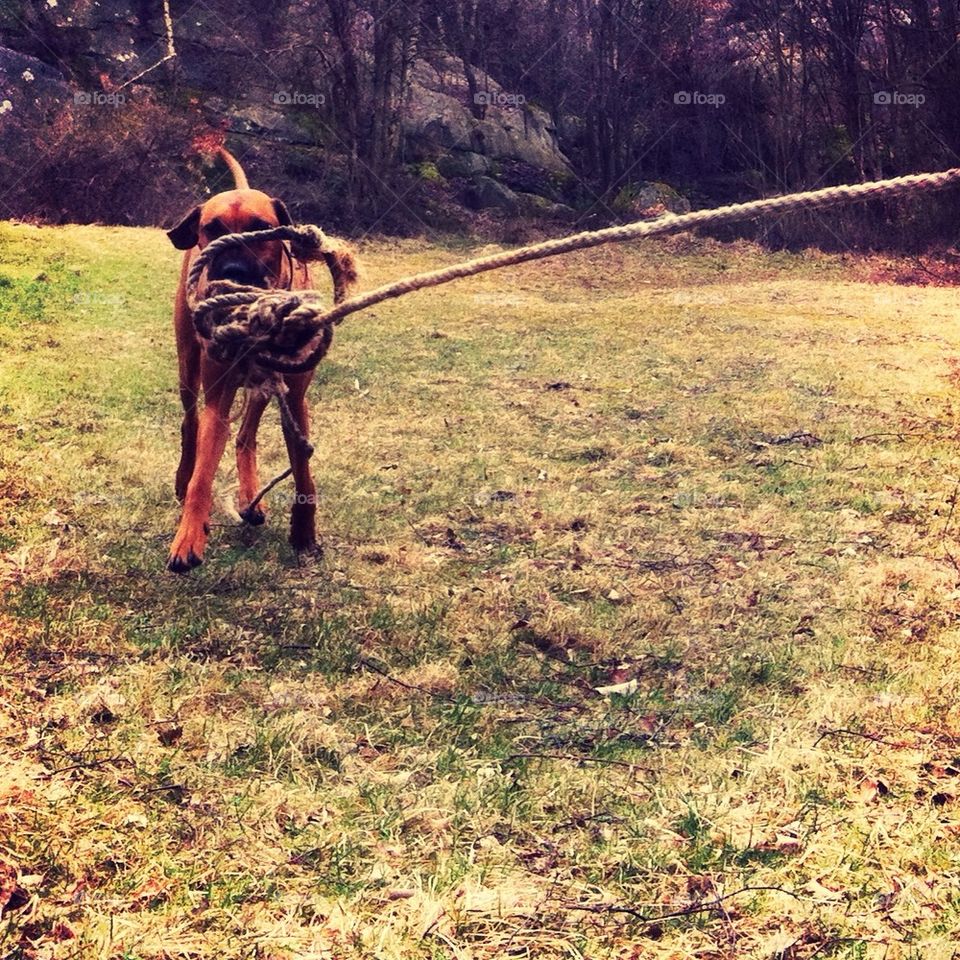 happy play dog fun by rebelf