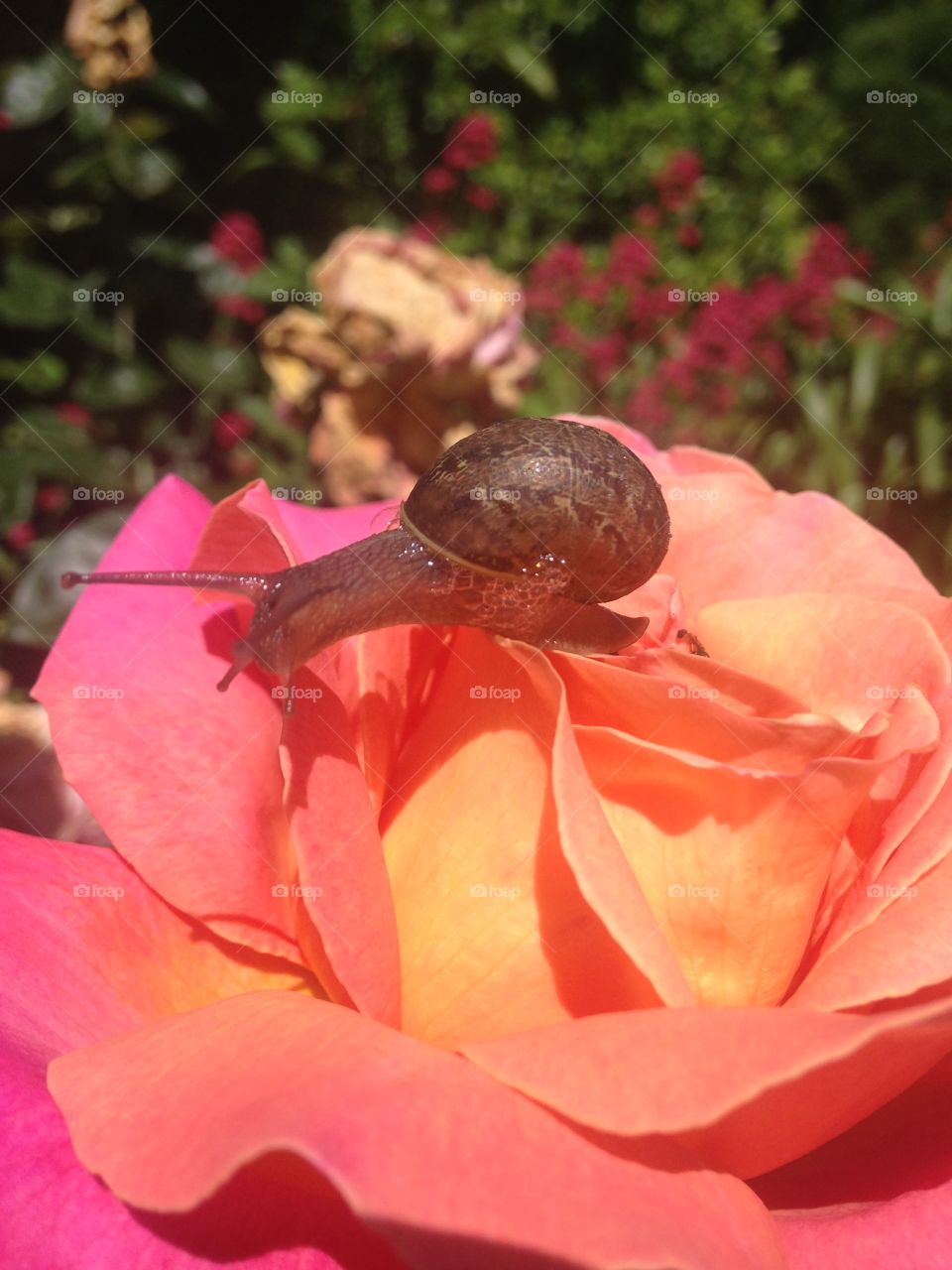 Snail on a rose 