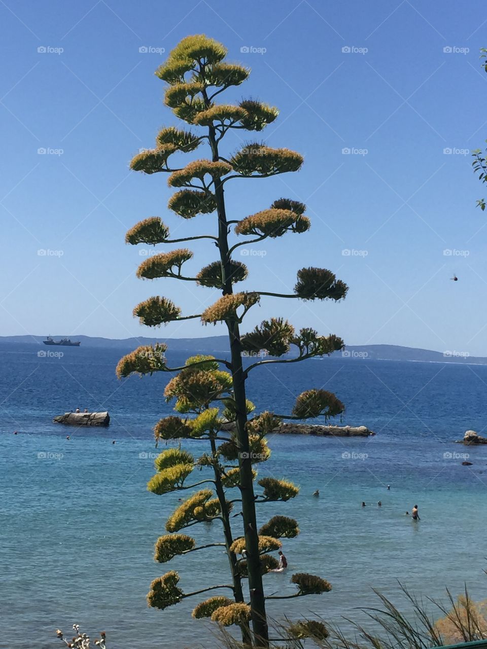 Agave in Croatia. The flower of an agave in Split, Croatia. An agave has a flower only once in its life