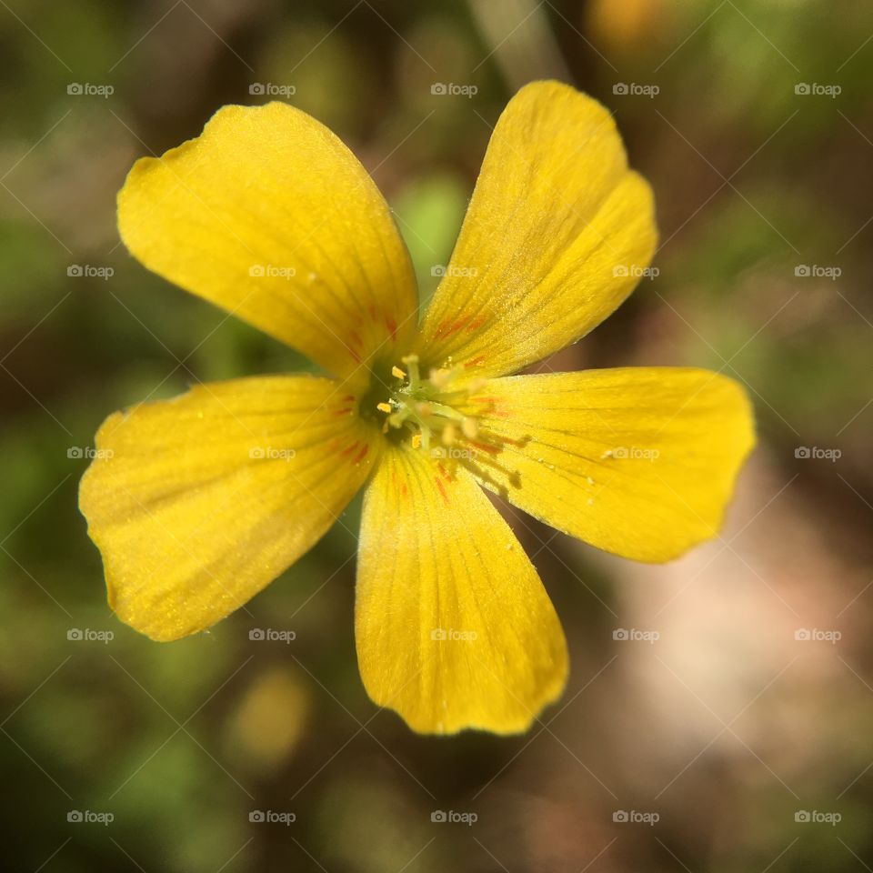 Yellow buttercup