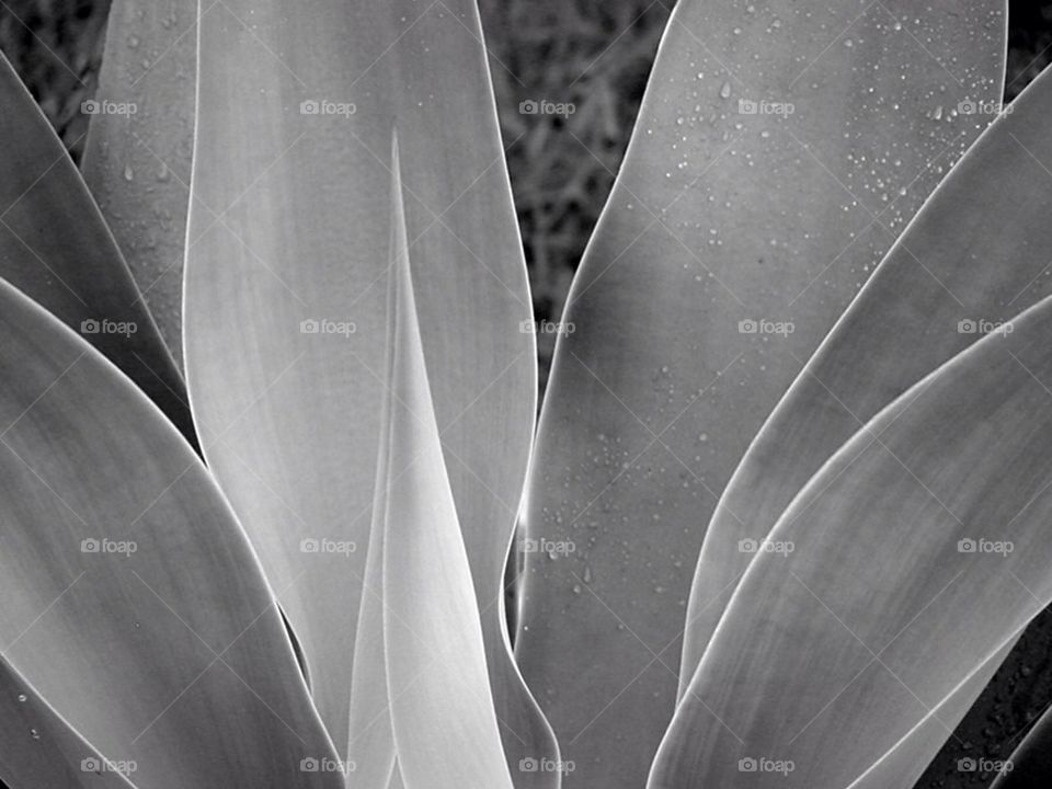 Agave Plant