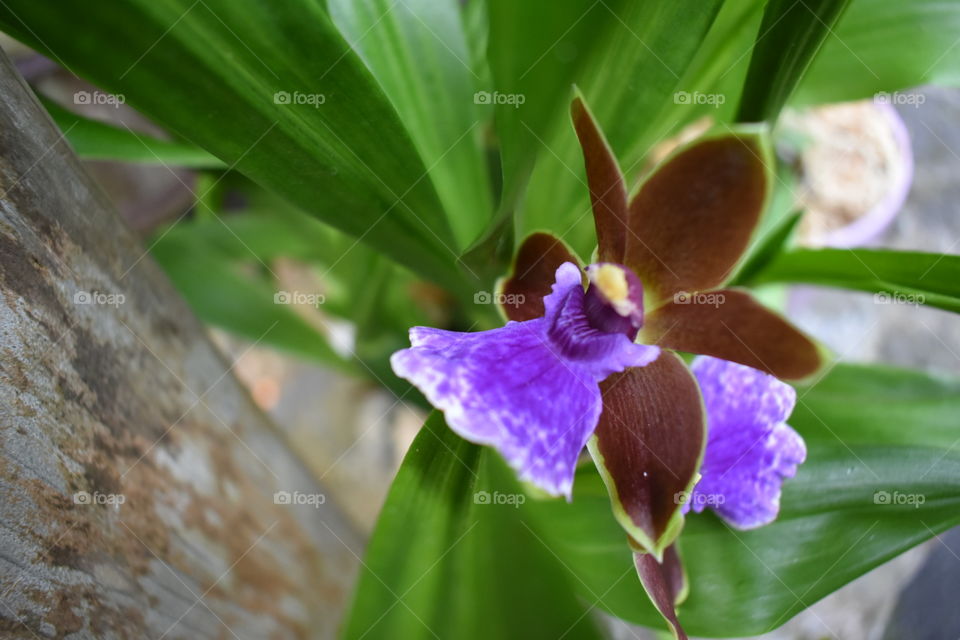 Orchid beautiful purple and deep maroon