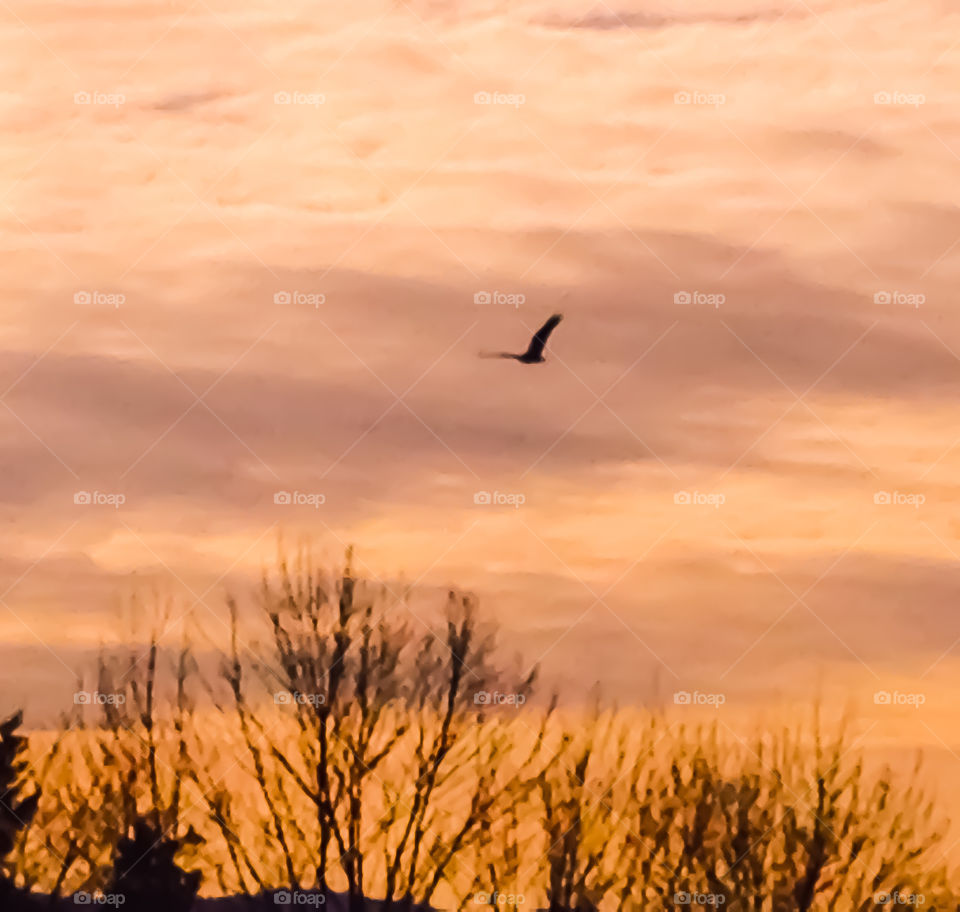 Soaring . . . above it all