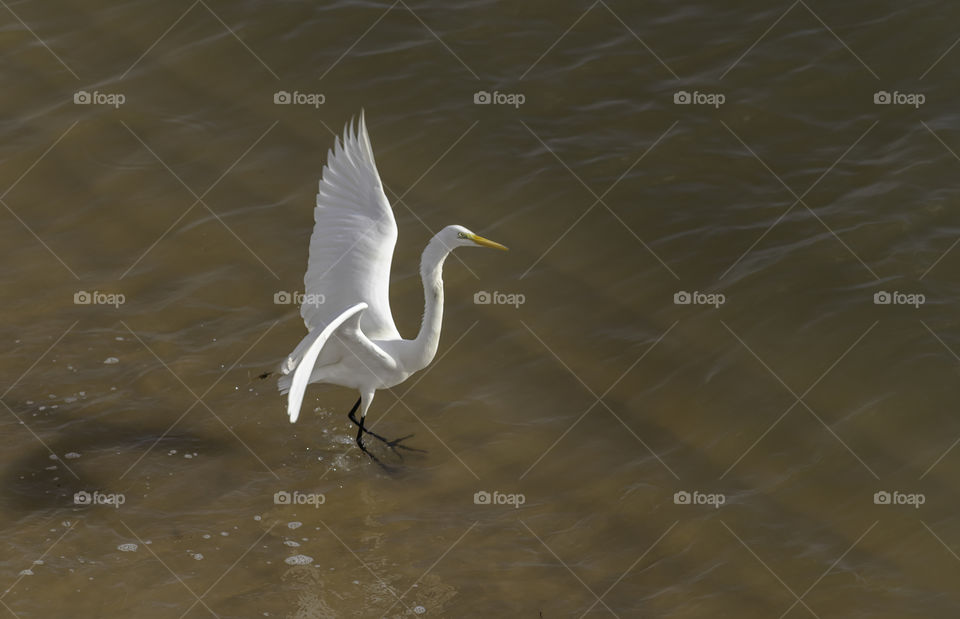 white heron perching on the seashore