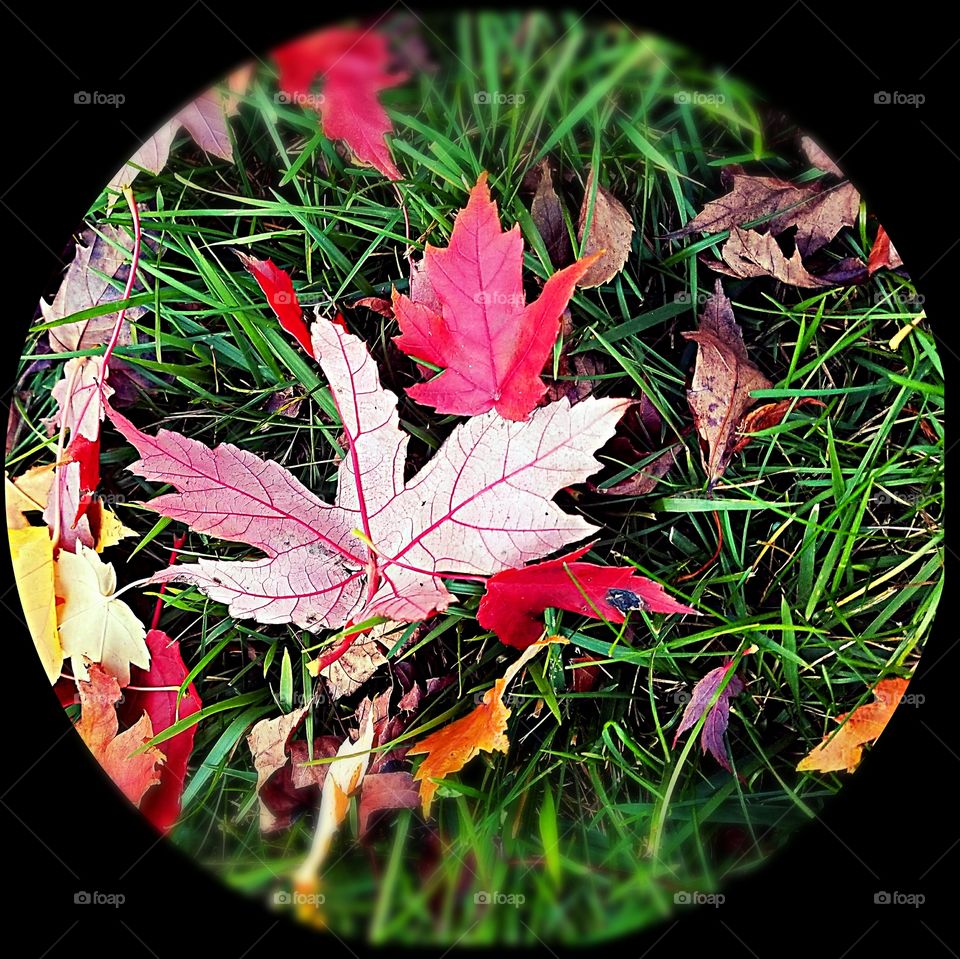 Leaf, Fall, Desktop, Color, Nature
