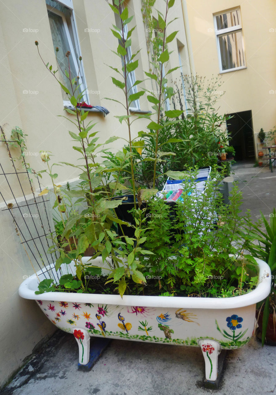 Plants in a bathtub, backyard