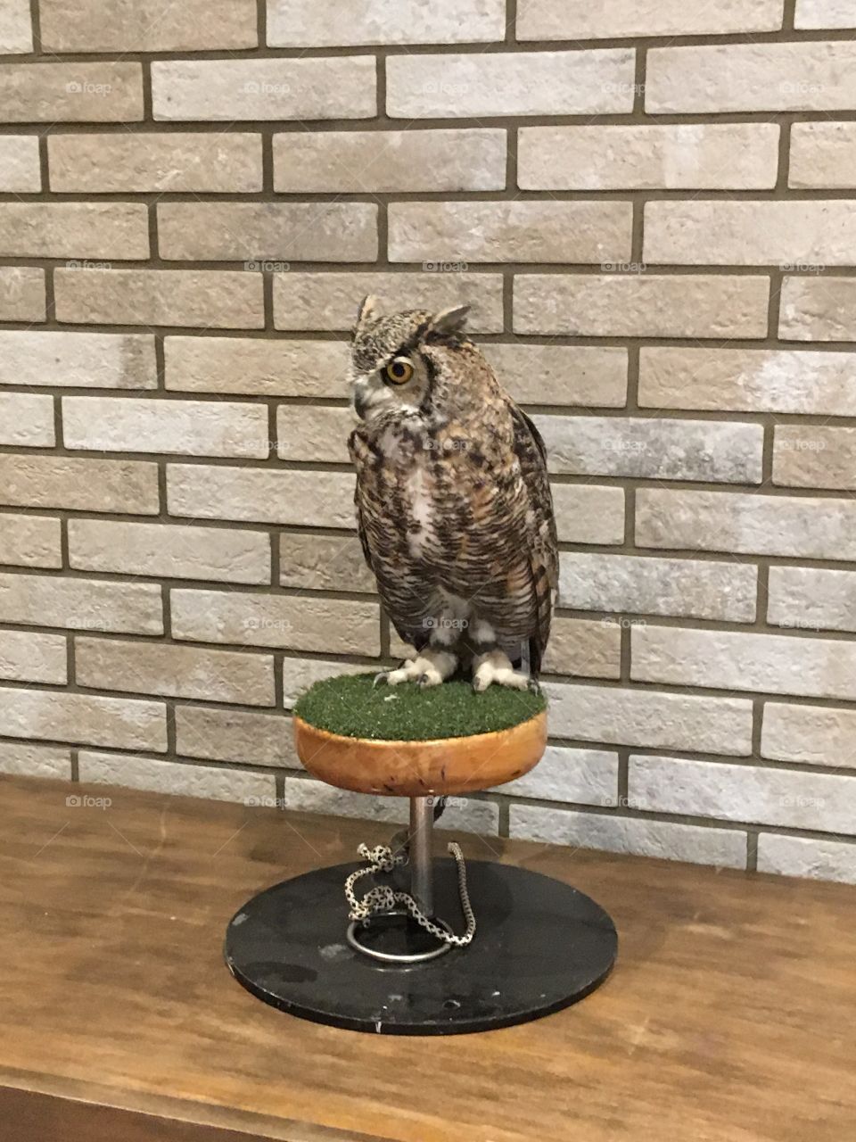 Owl 